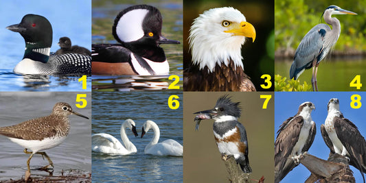The GLYDE Guide to shore and waterbirds of Northern Ontario